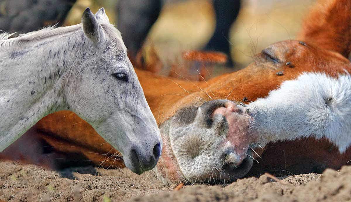 Do Horses Really Sleep Standing Up?
