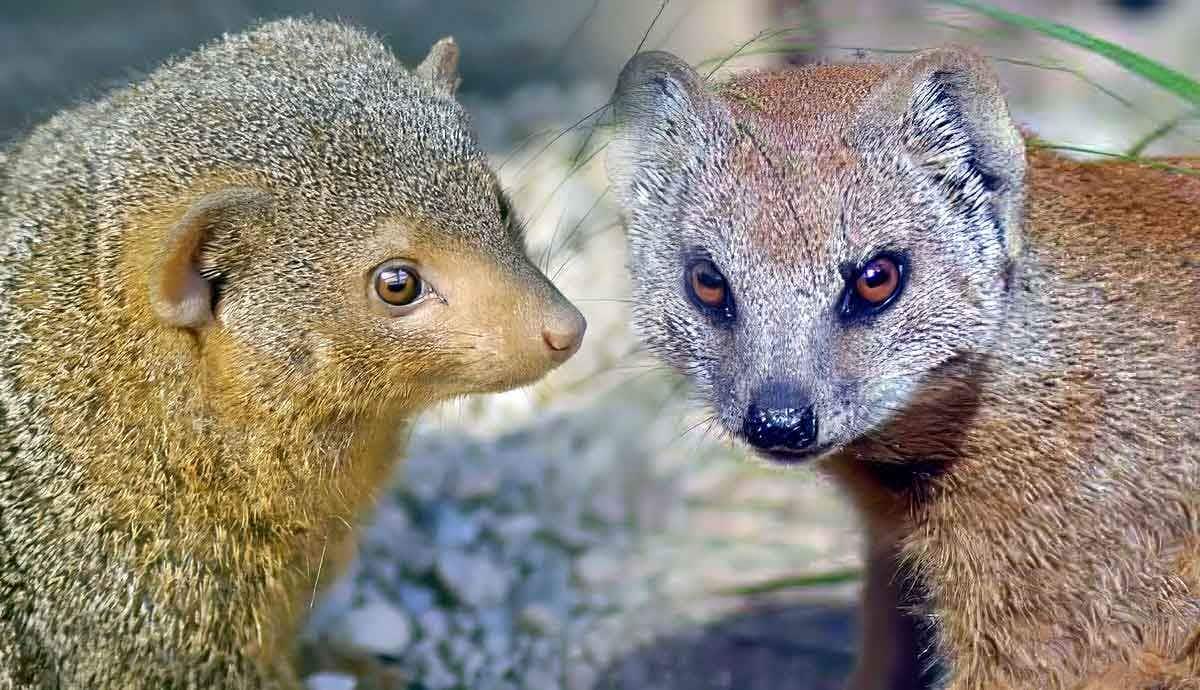 5 Amazing Facts About the Mongoose