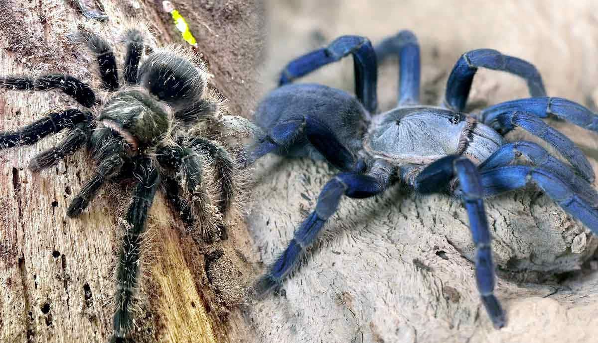 5 Tarantula Species You Want to Know More About