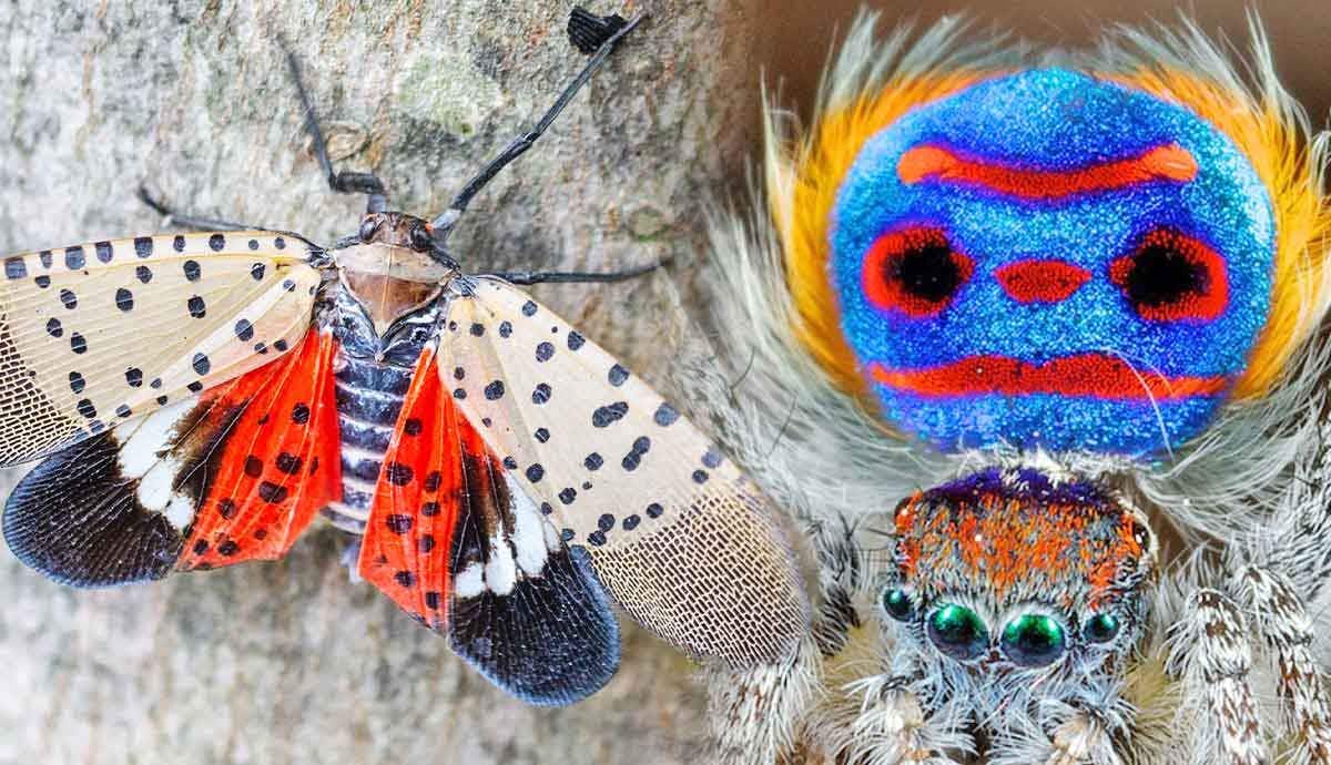 Discover 7 of the Weirdest Looking Bugs on Earth