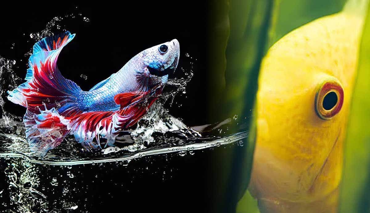 4 Strange Fish Behaviors Explained