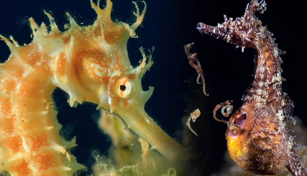 5 Fascinating Facts About Seahorses