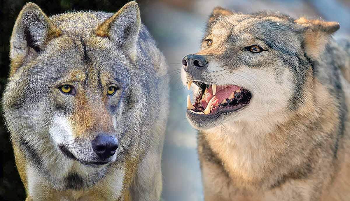 5 Amazing Facts About the Timberwolf