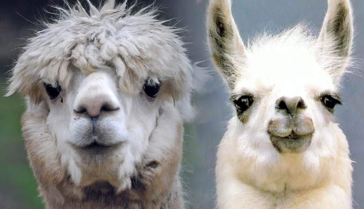 Alpaca vs. Llama: 8 Key Differences Explained