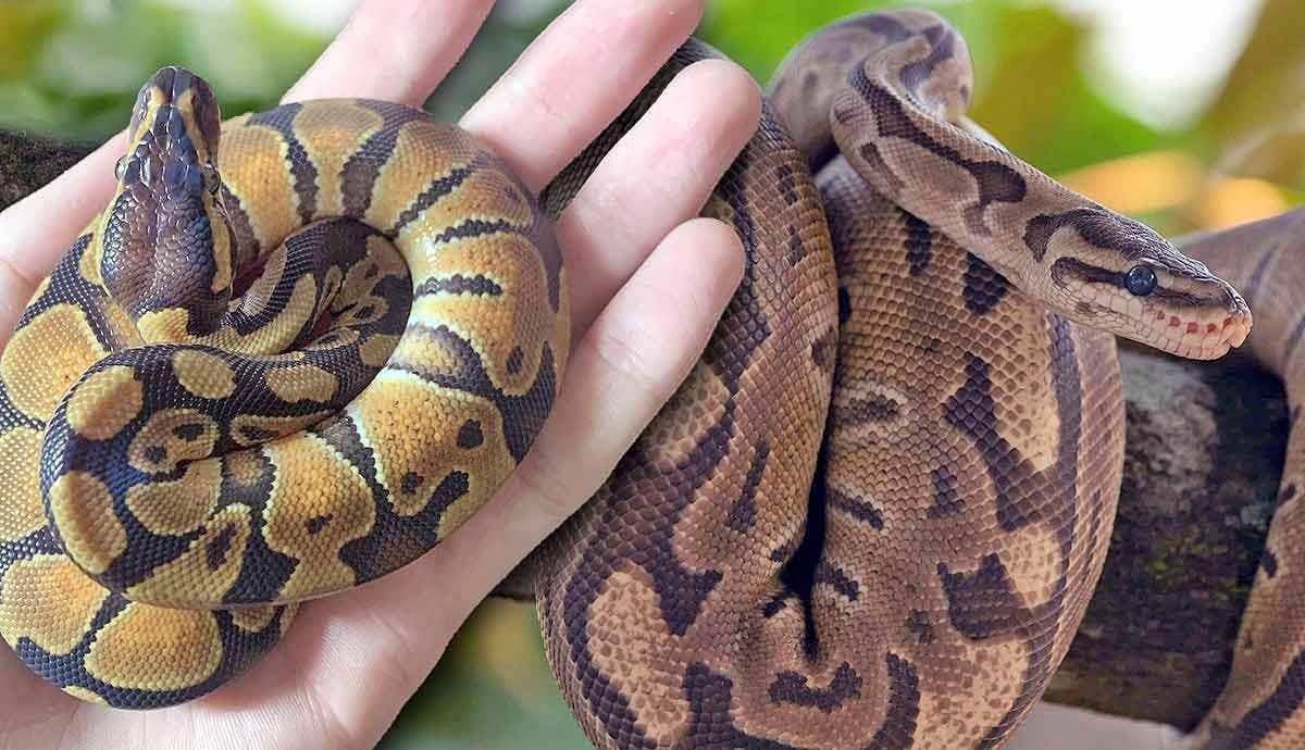 Are Baby Ball Pythons Easy to Care For?