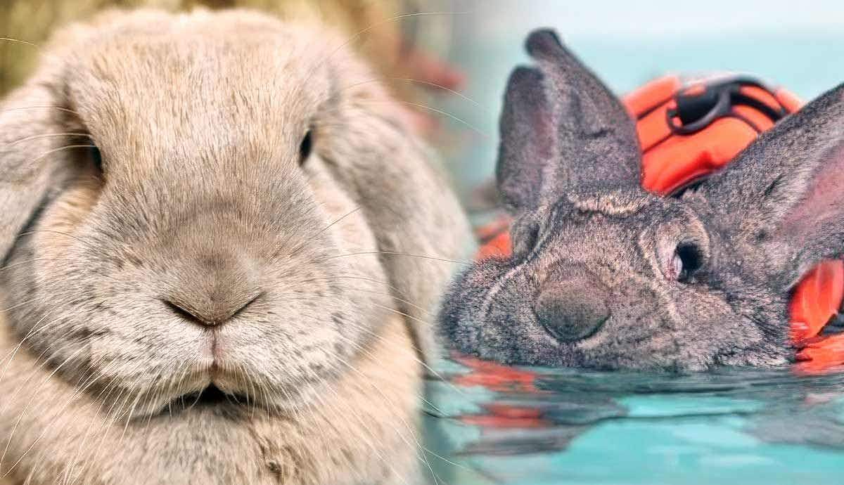 Bunny Aquatics: Can Rabbits Swim?