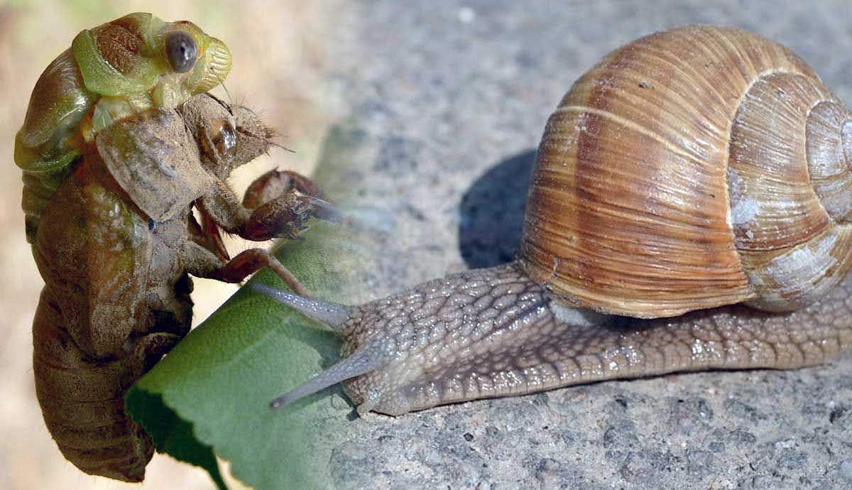 Are Snails Considered Bugs?