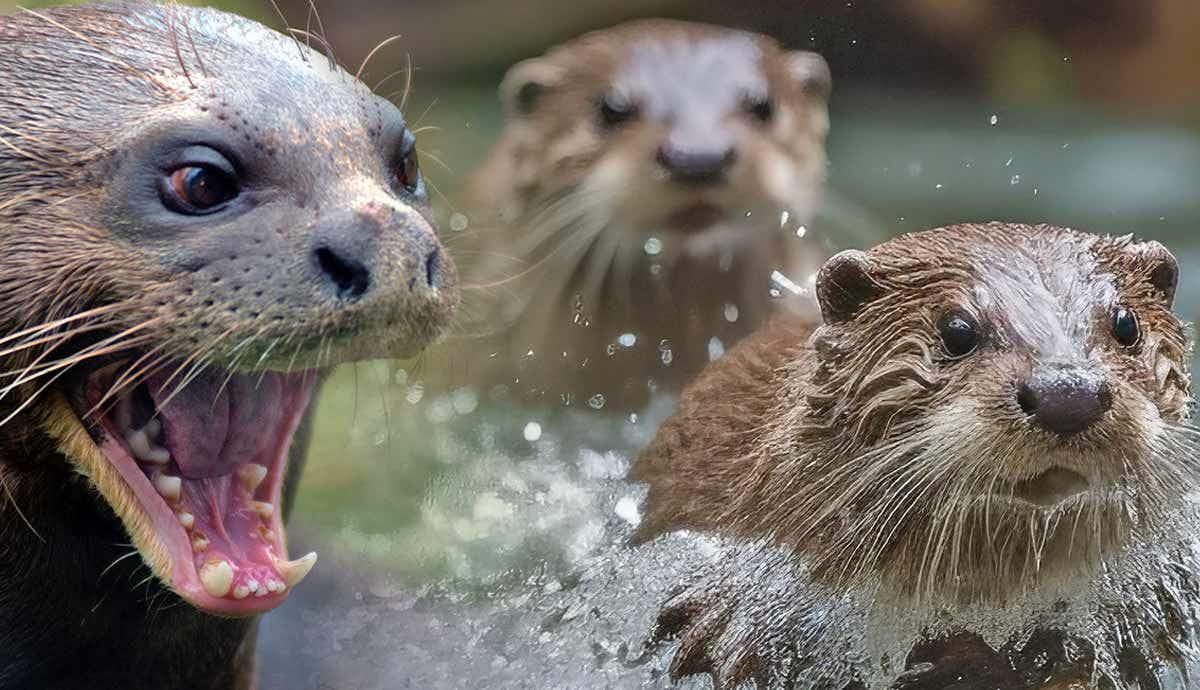 5 Fun Facts about the River Otter