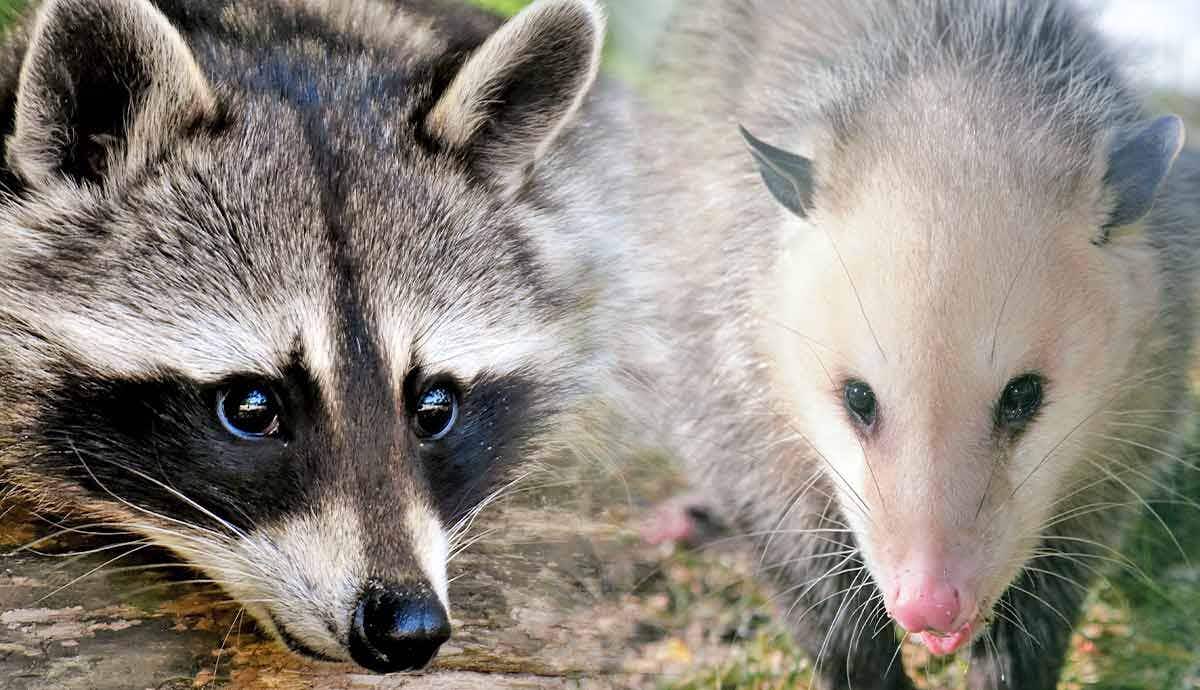 5 Animals That Can Help with Yard Pest Control
