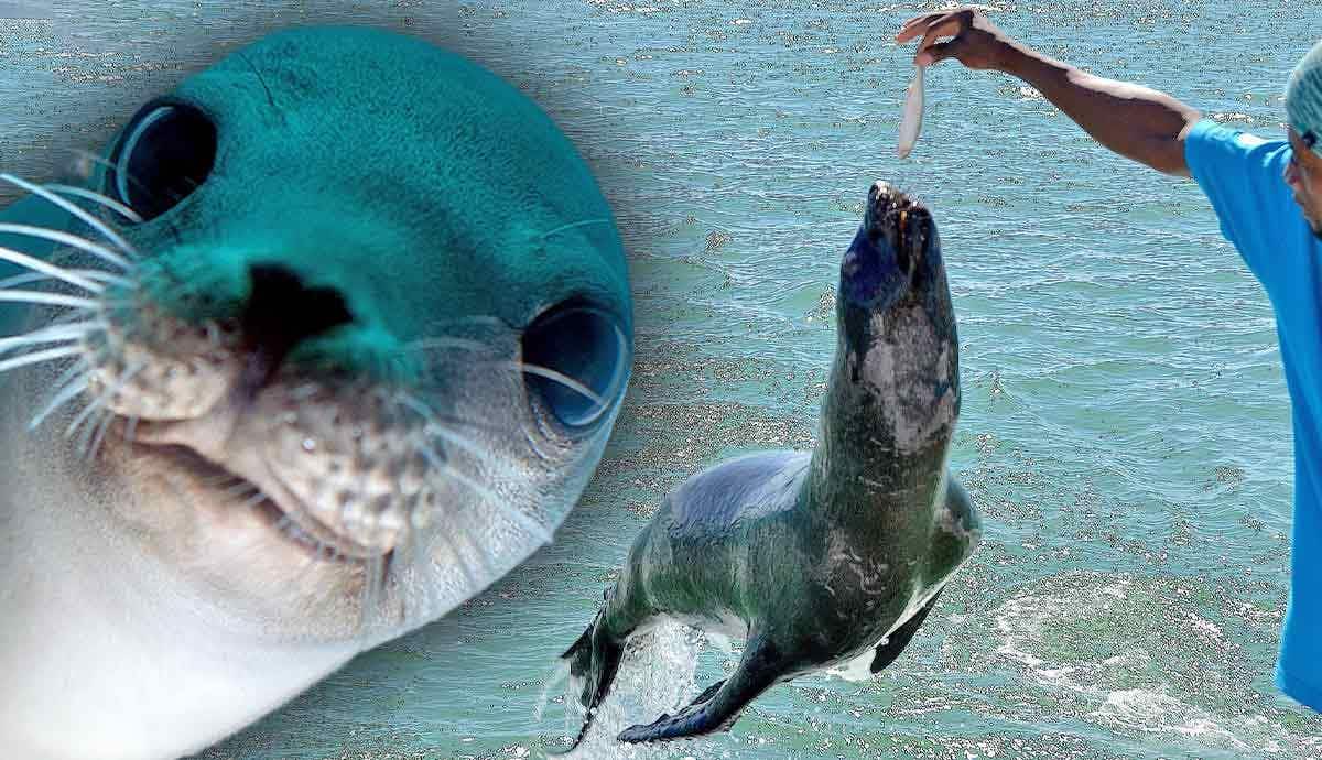 How Intelligent Are Seals? Exploring Their Cognitive Abilities