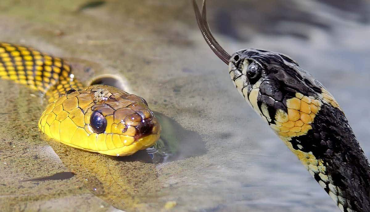 7 Interesting Facts About Sea Snakes