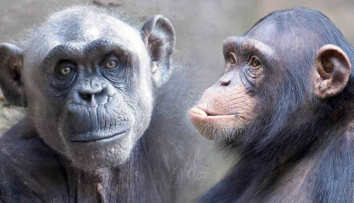 Why are Chimpanzees Dangerous? Understanding the Risks