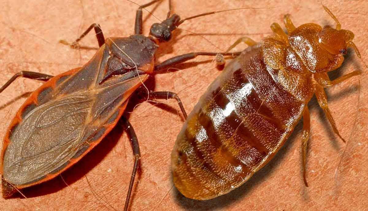 Nature’s Vampires: 5 Blood Sucking Insects