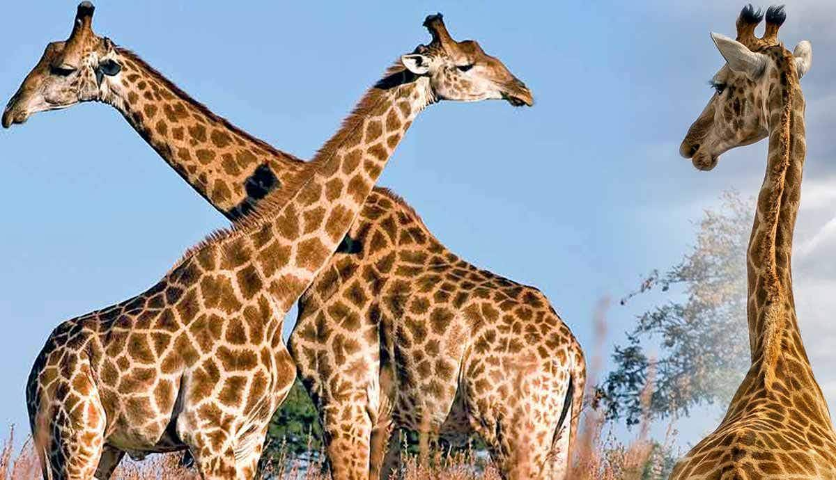 Why Do Giraffes Have Long Necks?