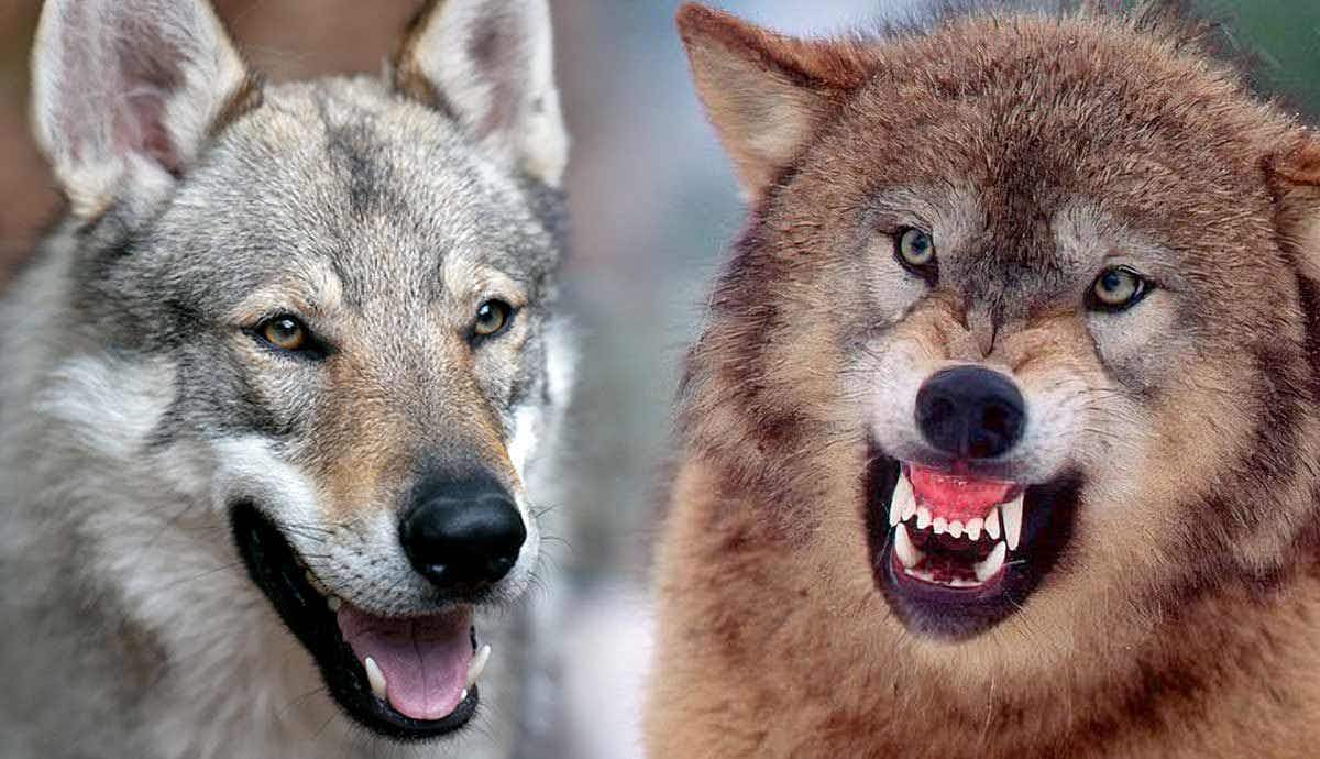 How Are Dogs and Wolves Alike?