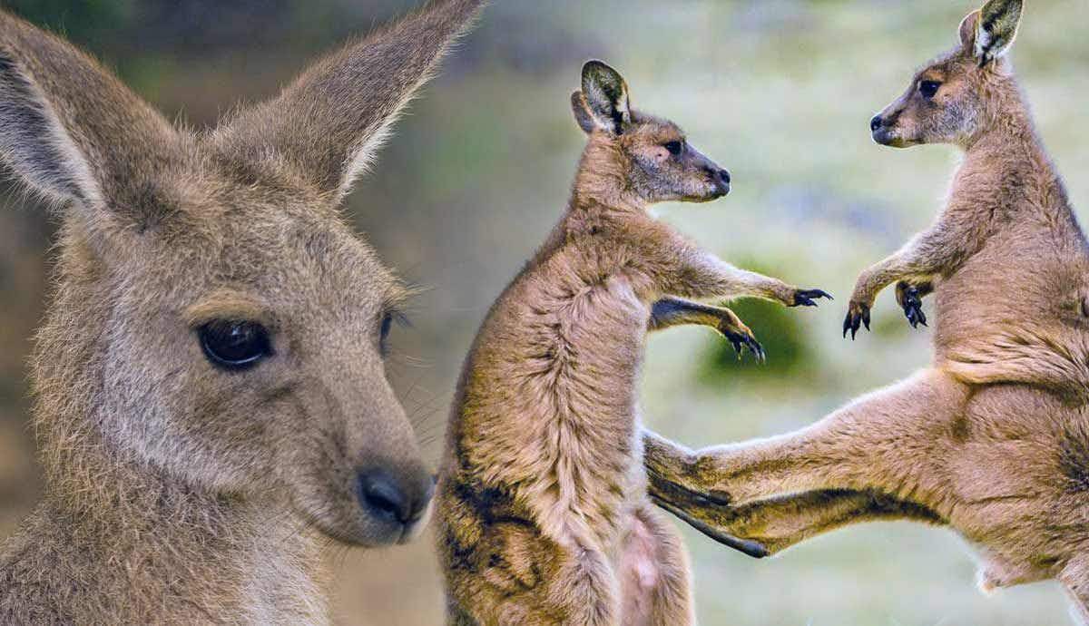 Are Kangaroos Truly Dangerous Creatures?