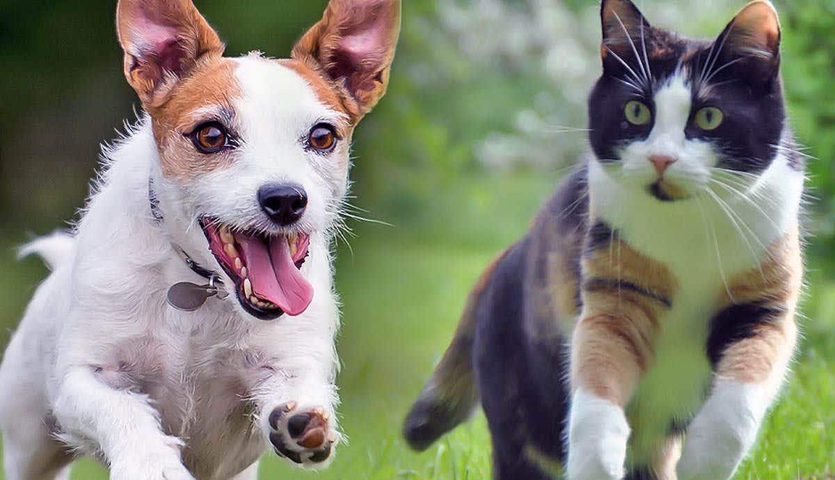 Predatory Instincts: Understanding Why Dogs Chase Cats