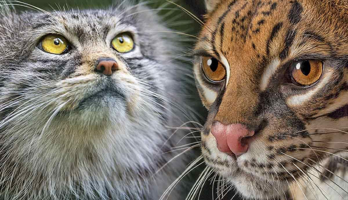 5 Lesser-Known Wild Cat Species