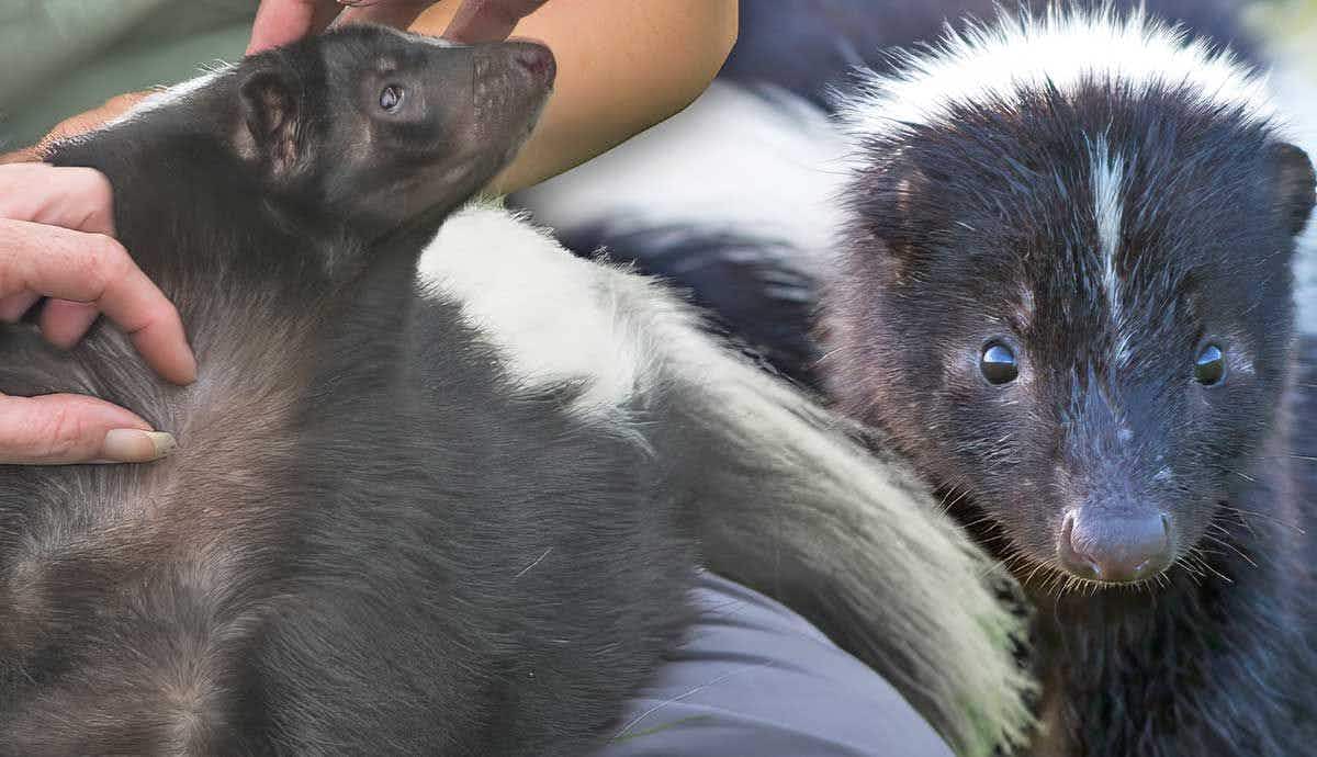 8 Fascinating Facts About Skunks