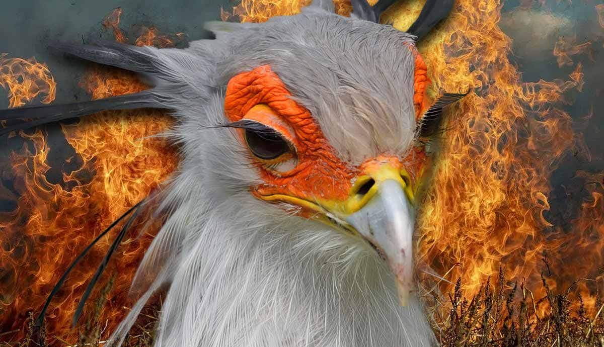 Are Secretary Birds Endangered?