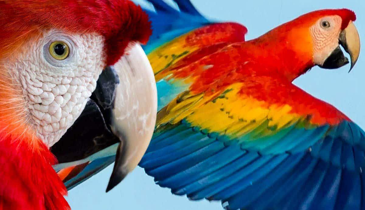12 Intriguing Facts About Scarlet Macaws