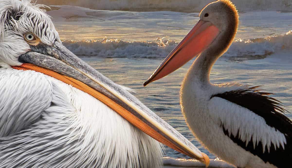 12 Things You Didn’t Know About Pelicans