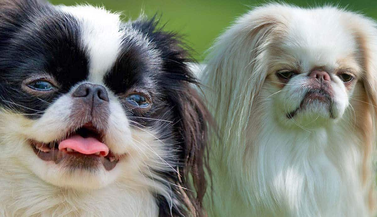 Japanese Chin: The Royal Snob of the Dog World