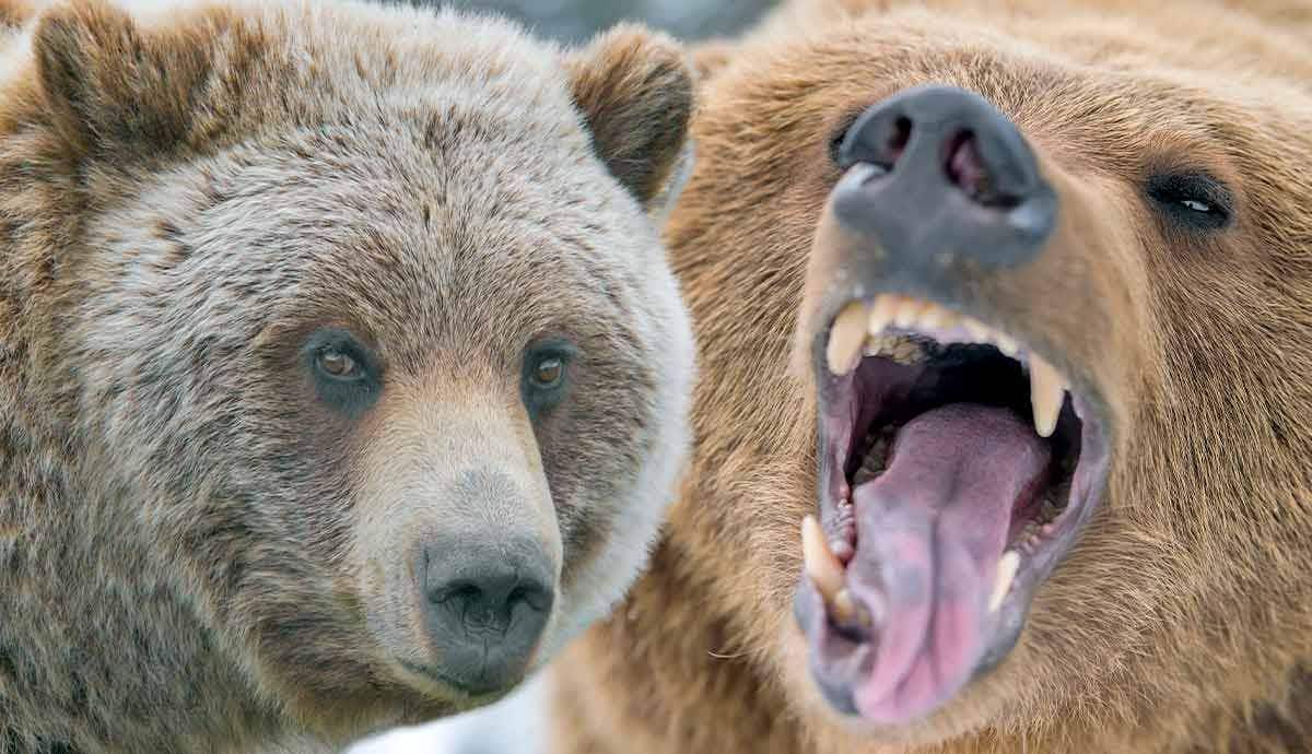 Are Grizzly Bears Truly Dangerous?