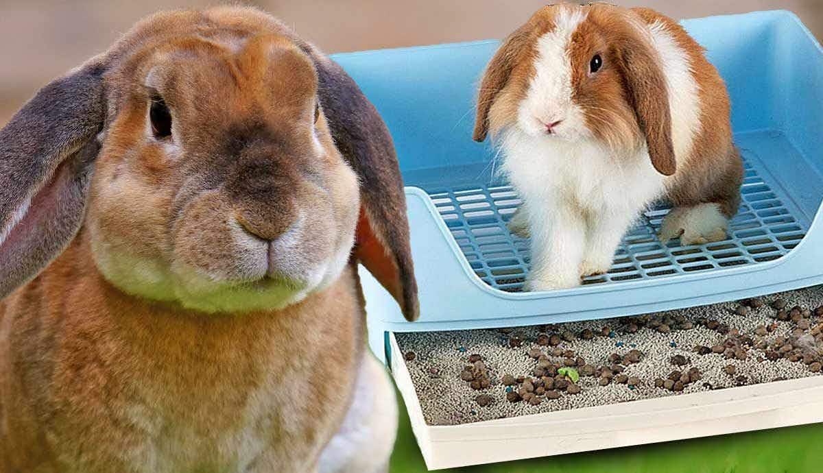 Can you Potty Train a Rabbit?