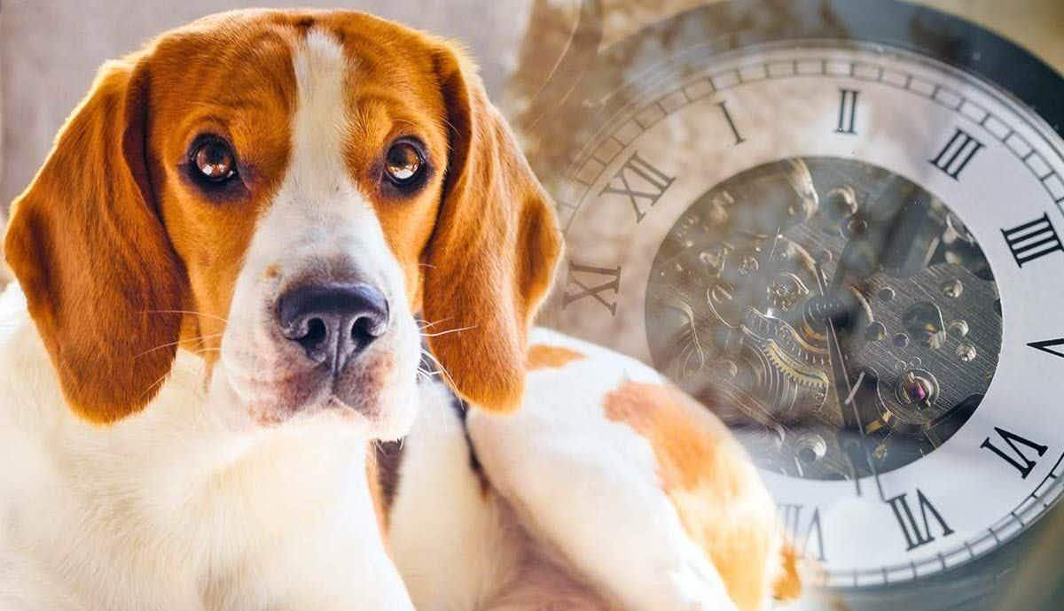 Do Dogs Have a Sense of Time?