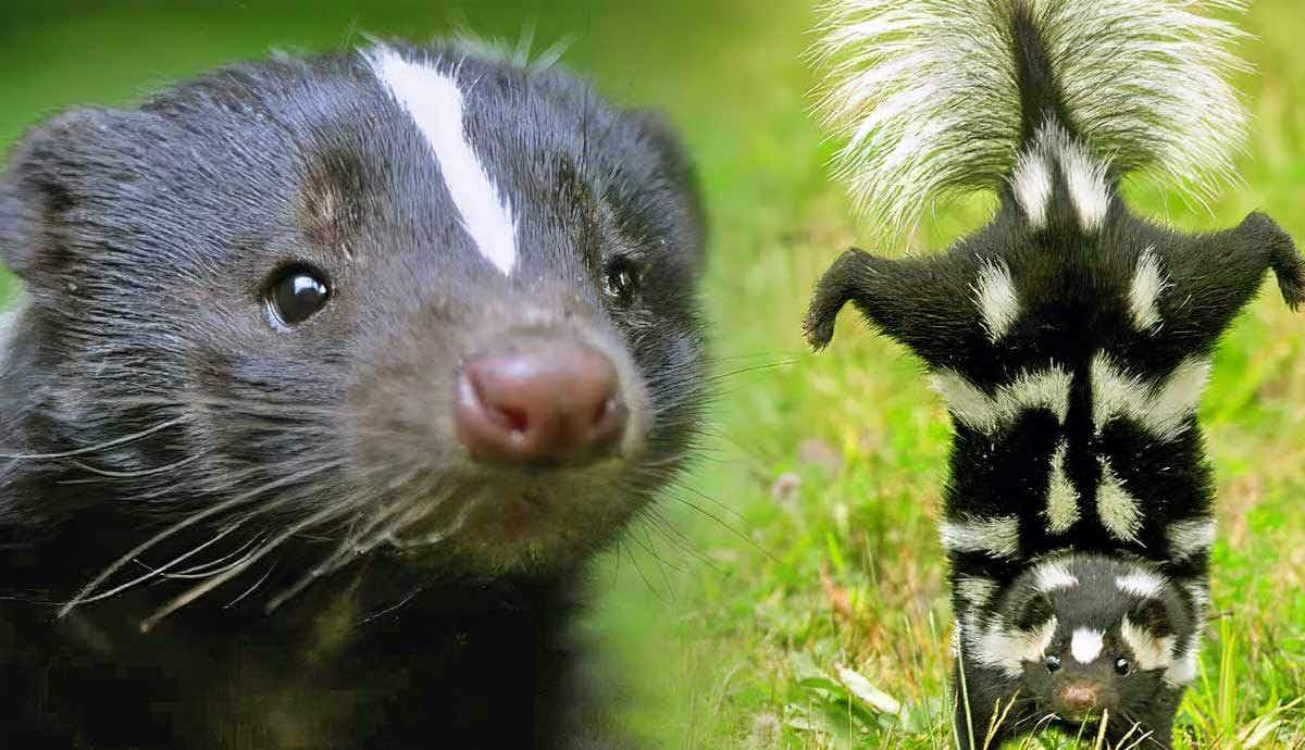 How Far Can Skunks Spray?