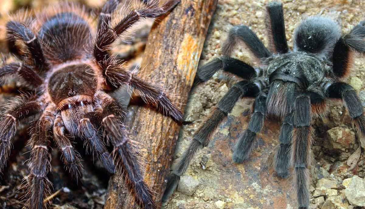 The Top 10 Largest Spiders in the World