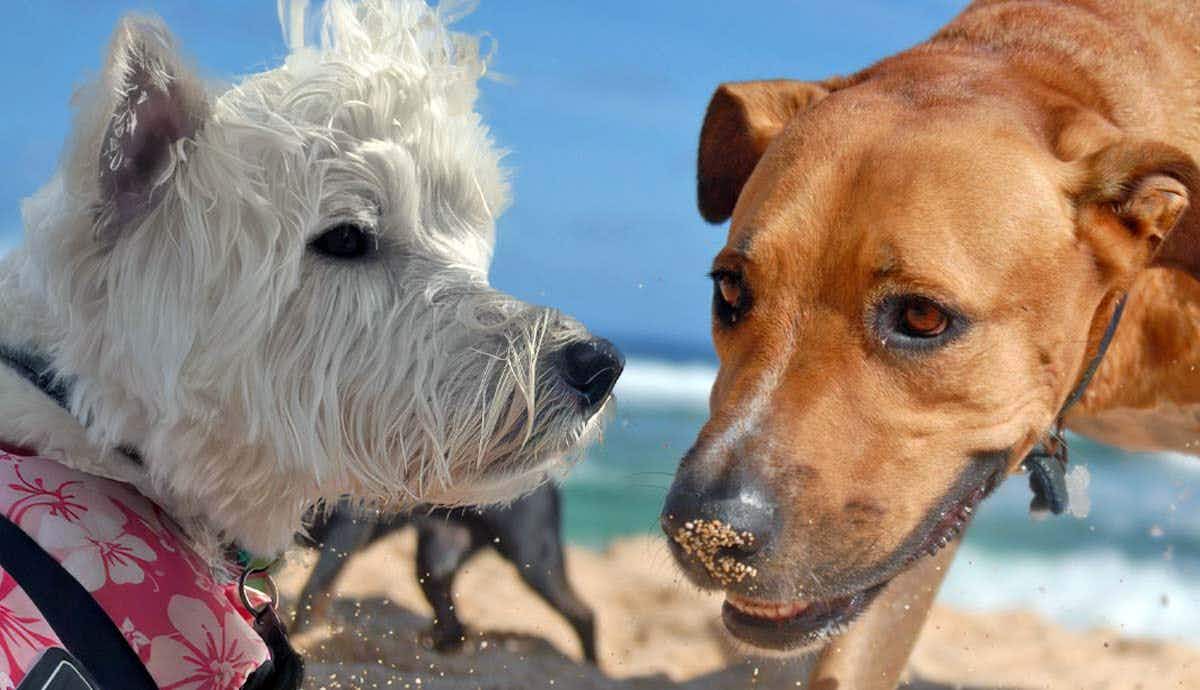 5 Pet-Friendly Places to Take Your Dog in Key West