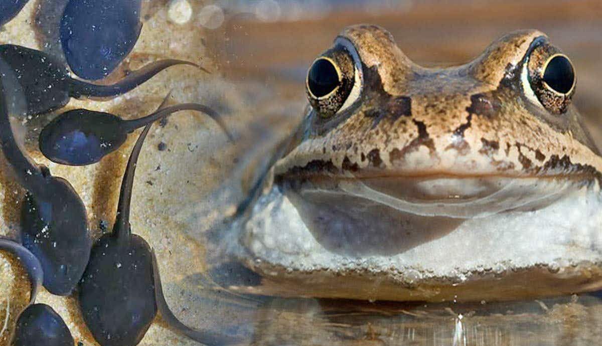 From Tadpoles to Frogs: A Frog’s Life Journey