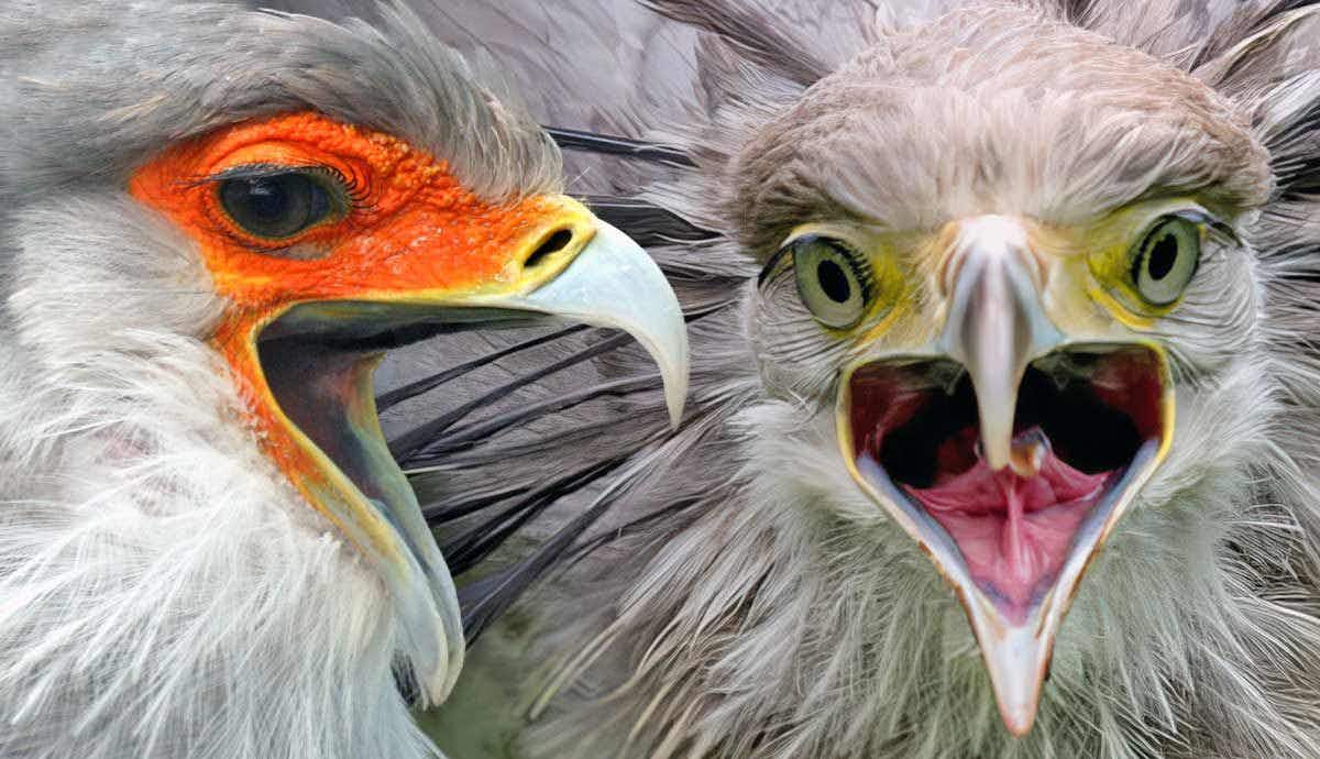 Are Secretary Birds Dangerous to People?