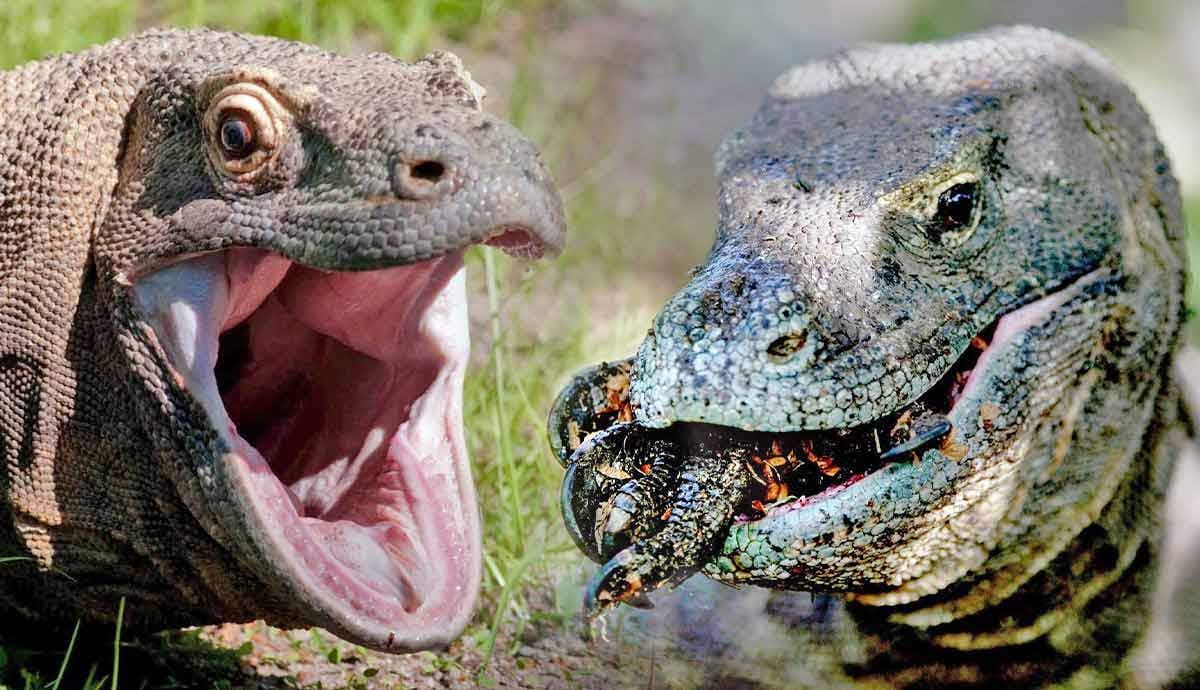 Komodo Dragon Diet: 9 Animals They Eat