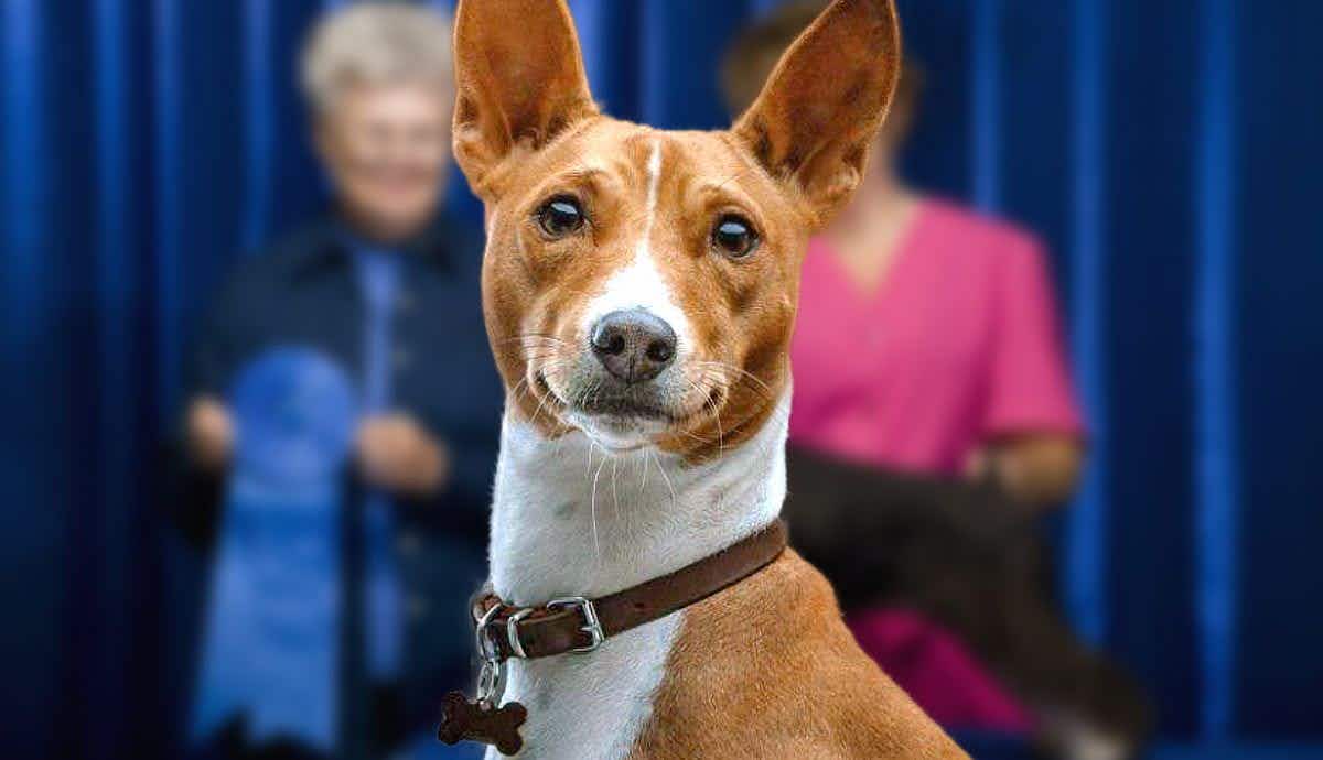 What are Basenji Show Dogs Judged On?