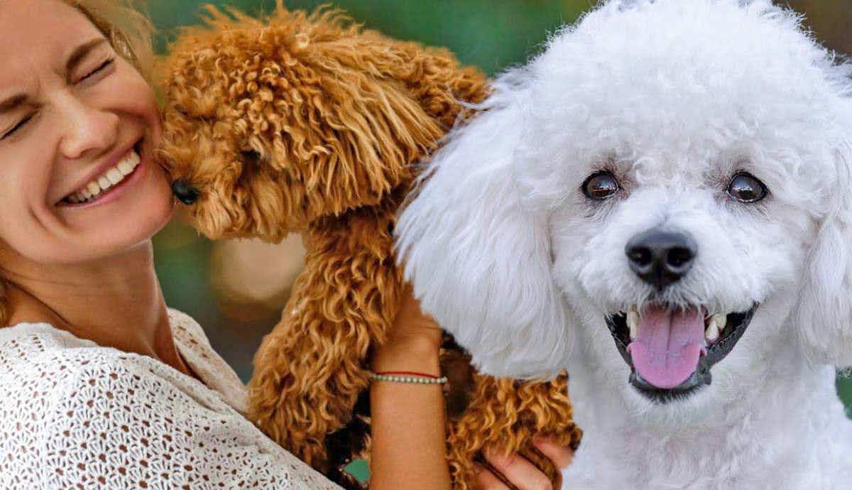 Why Are So Many People Getting Poodle Mixes?