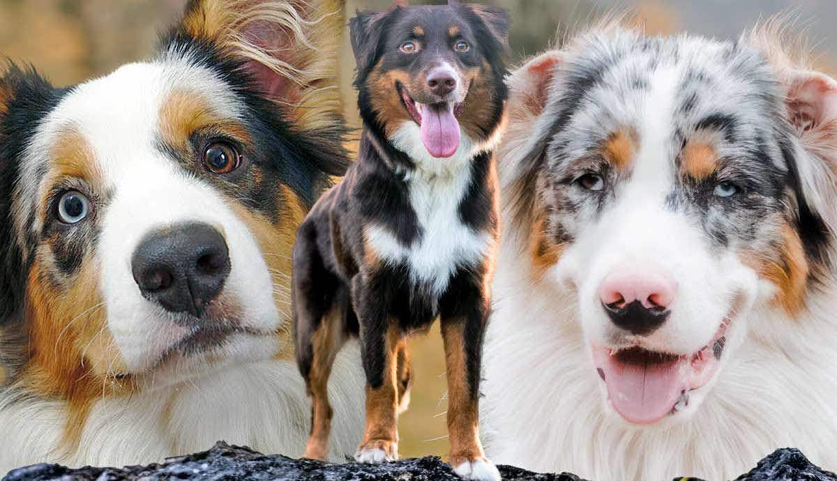 The Amazing Aussie: Everything to Know About Australian Shepherds