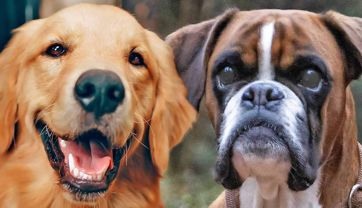6 Dog Breeds That Shine as Kid’s Best Friends