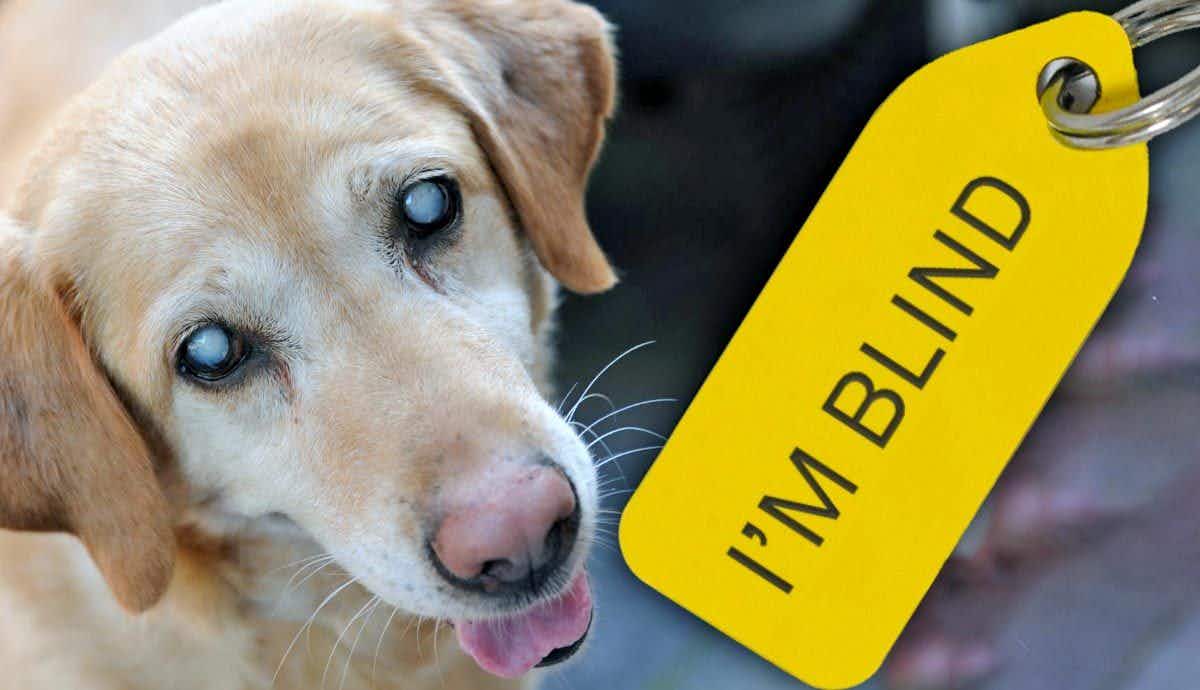 5 Helpful Tips for Blind Dogs
