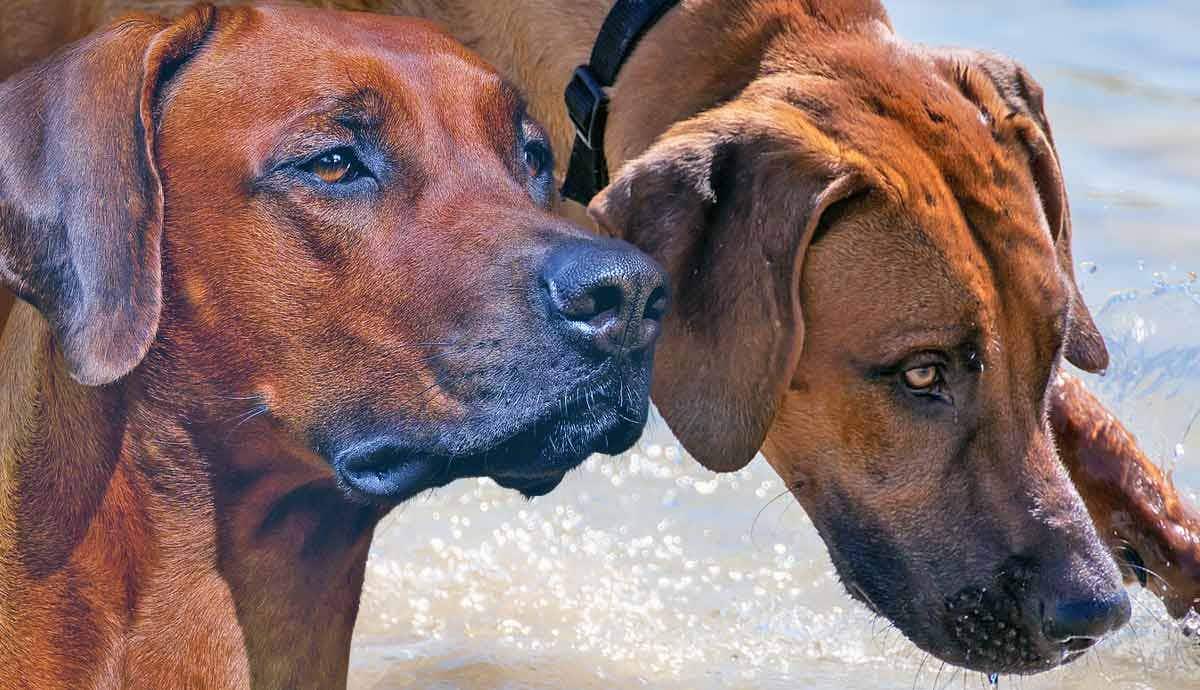 What to Know About Africa’s Rhodesian Ridgebacks