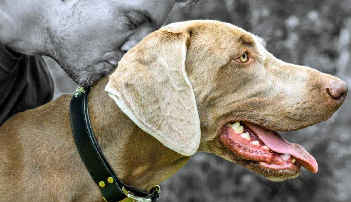 Silver Shadows: Unveiling the Mystique of the Weimaraner