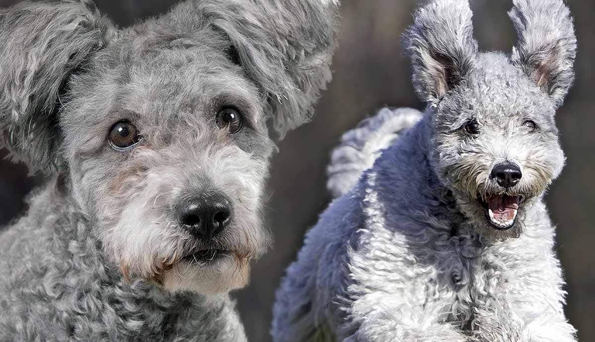12 Facts About the Pumi: Hungary’s Playful Sheepdog