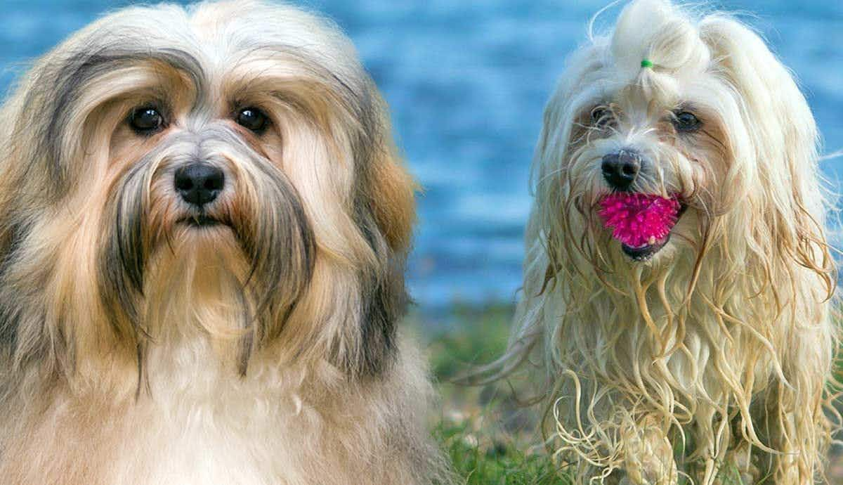 Say Hola to Cuba’s Havanese!