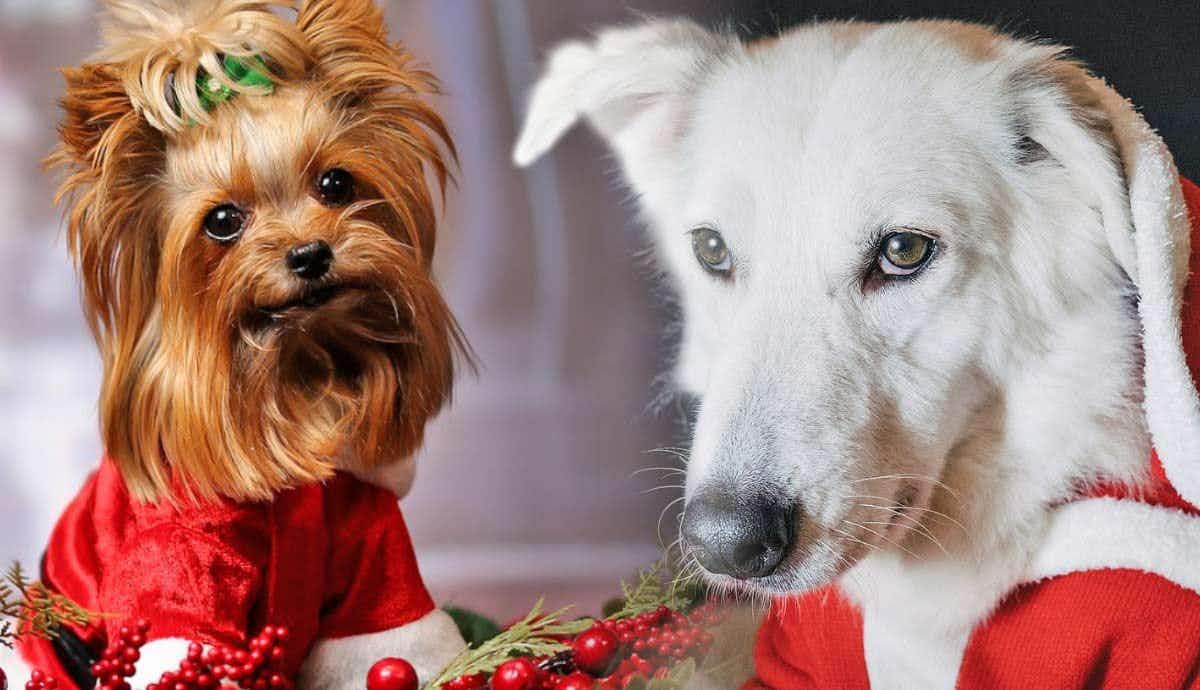 8 Dog Safety Tips This Holiday Season