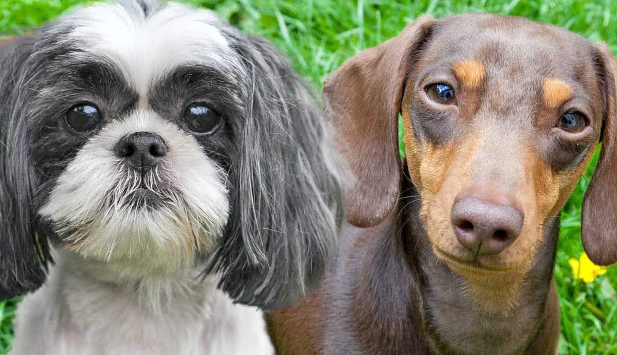 What Dog Breeds Live the Longest?
