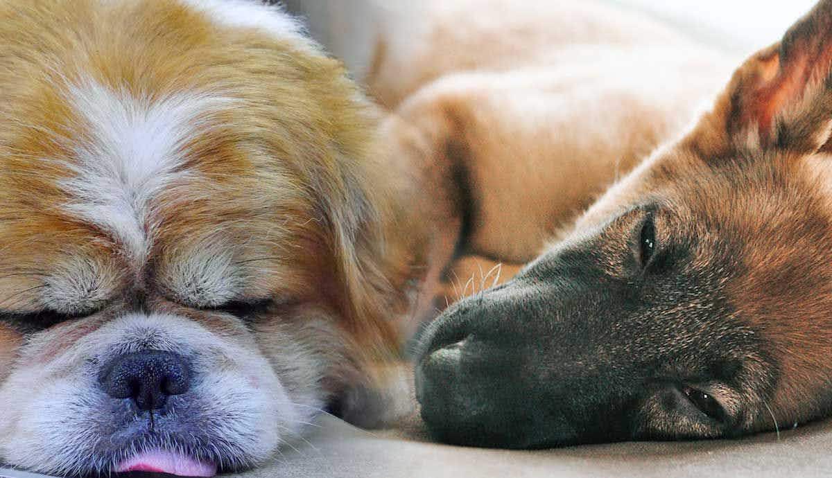 Dog Dream Psychology: What Canines Dream About