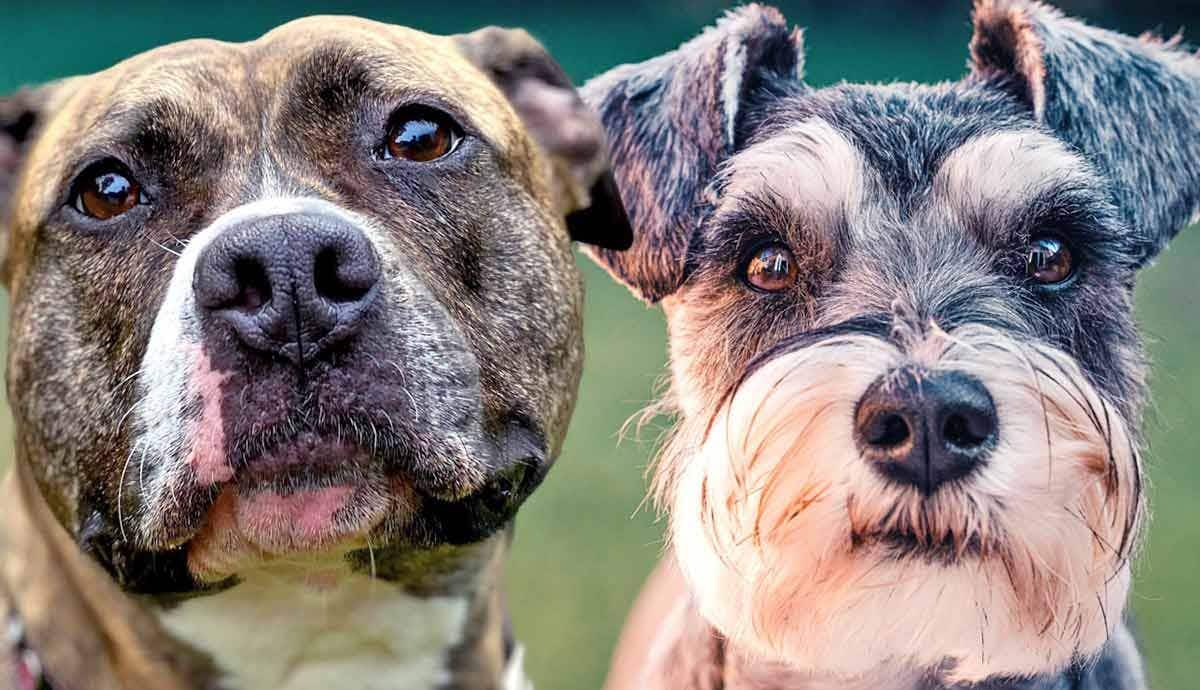 8 Most Popular Terrier Breeds