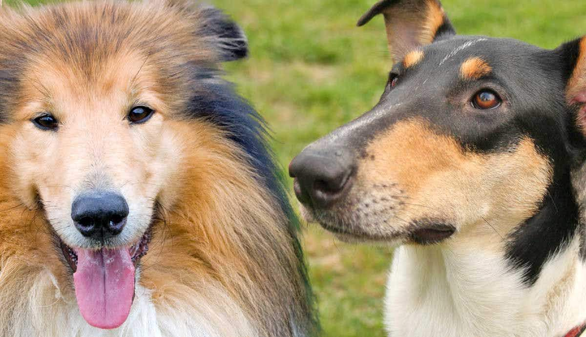 Rough Collie vs. Smooth Collie: Is There a Difference?